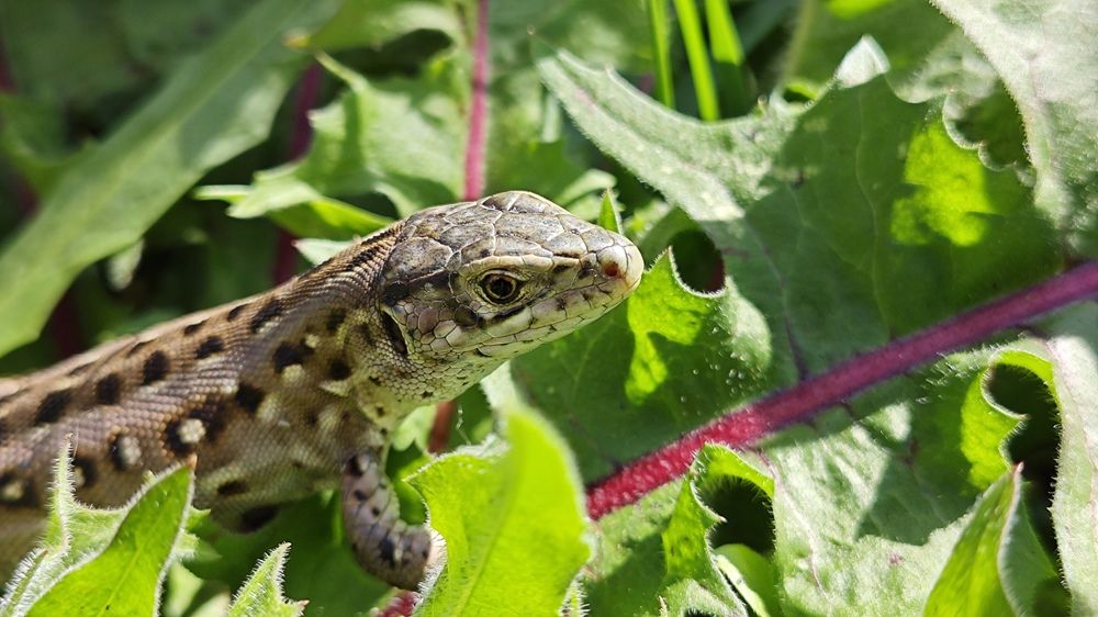 Photograph by Владимир Романов