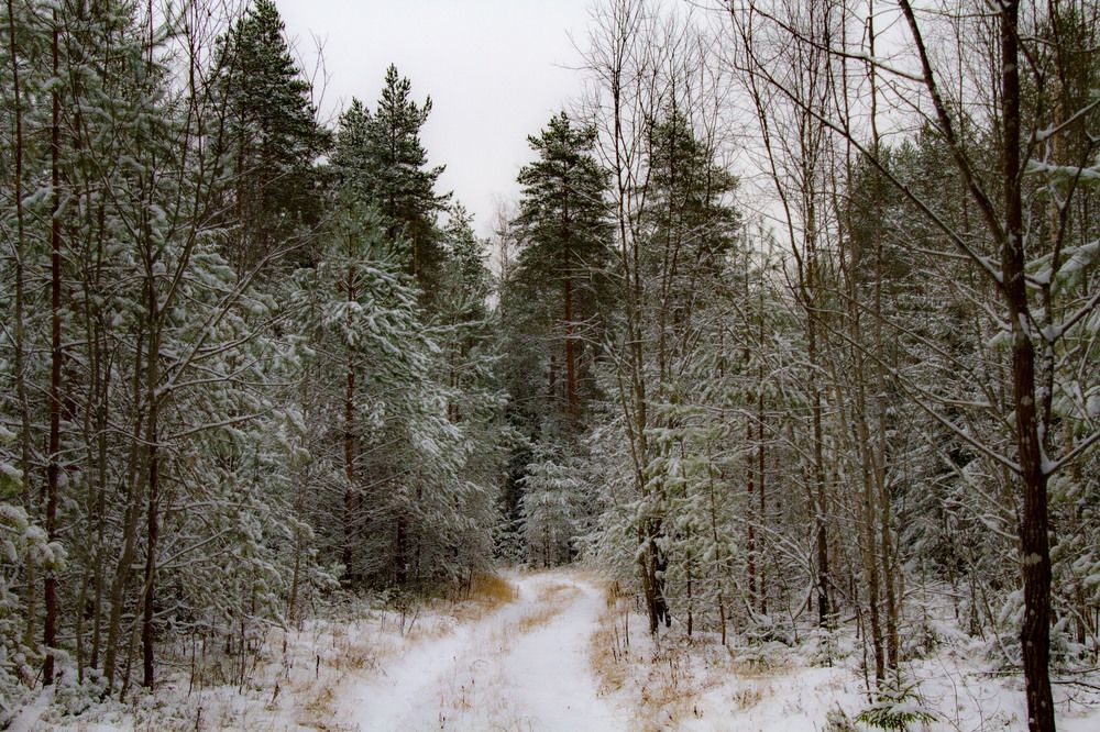 Photograph by Дмитрий Селицкий