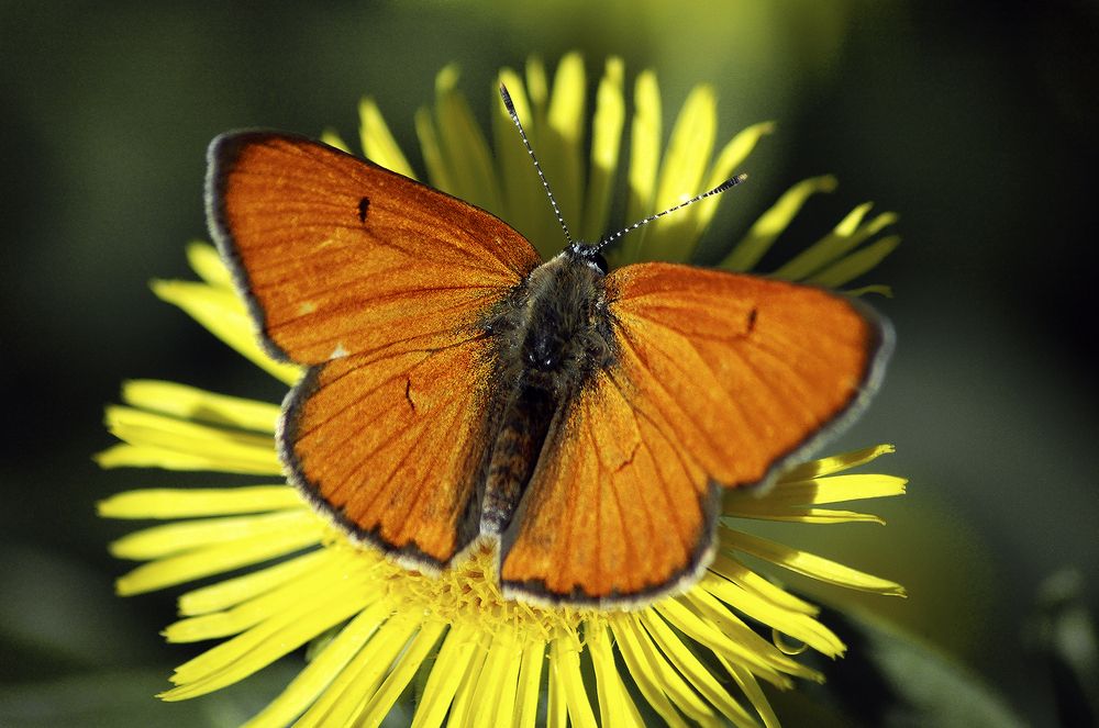 Photograph by Алексей Патлах