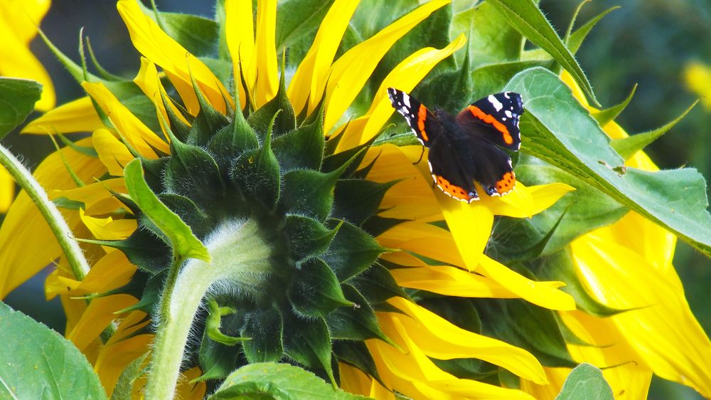 Photograph by Андрей Вешняков