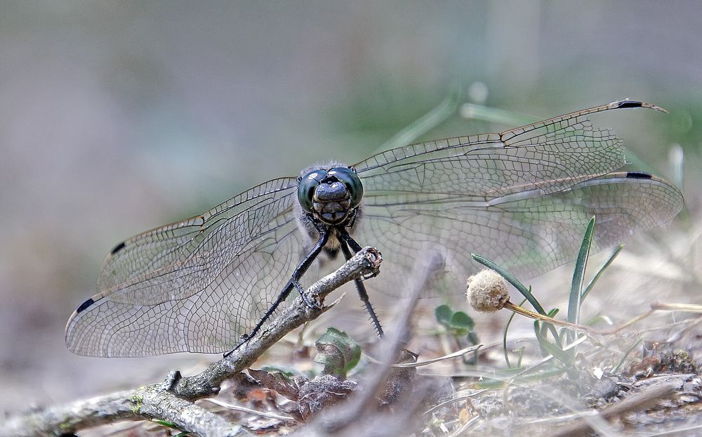 Фотография автора Александр
