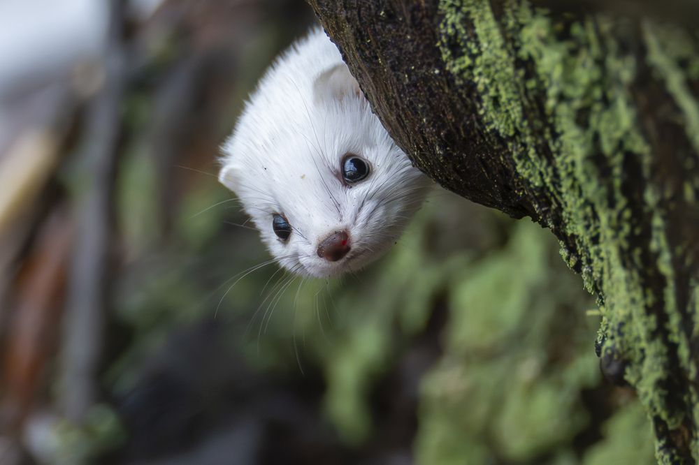 Photograph by Владимир Зайцев