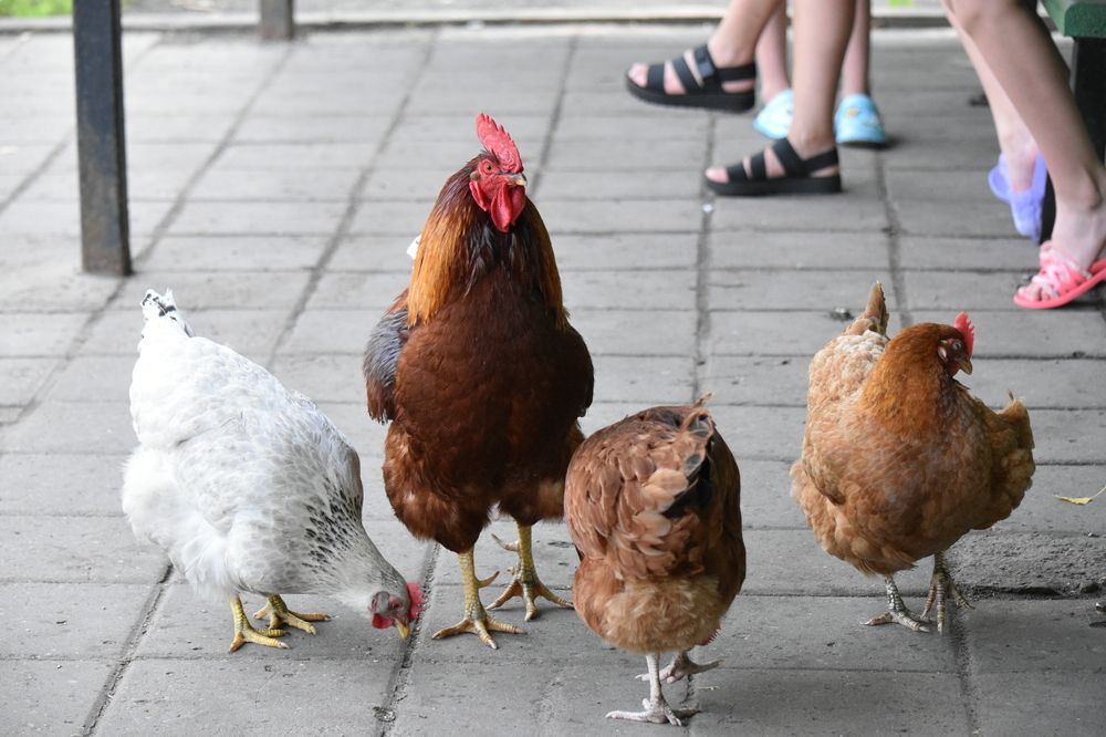 Петушиное семейство на автобусной остановке