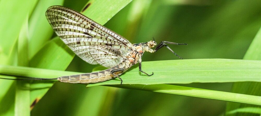 Mayfly on sedge