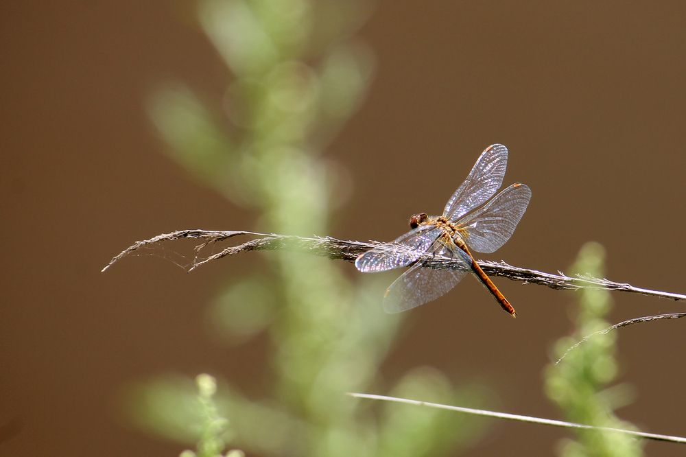 Photograph by Дарья Улюсова