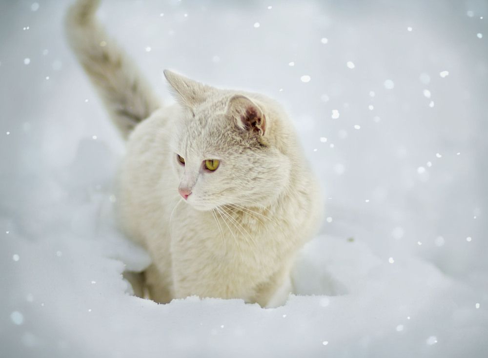 Photograph by Зимина Лионелла