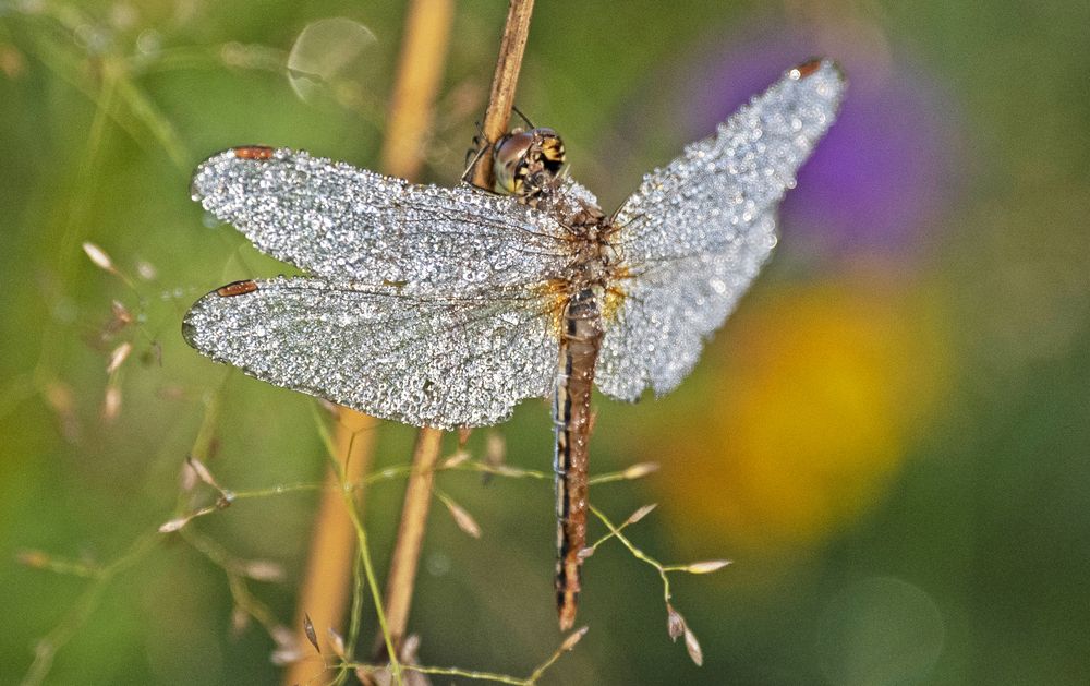 Photograph by Gurdina Lena