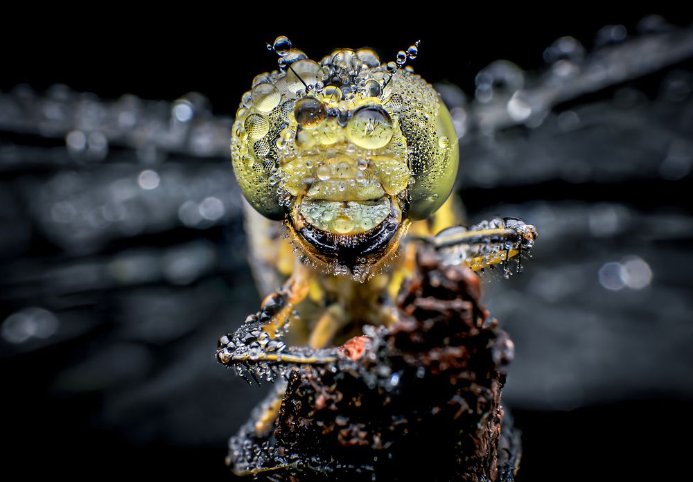 Photograph by Celis Norman