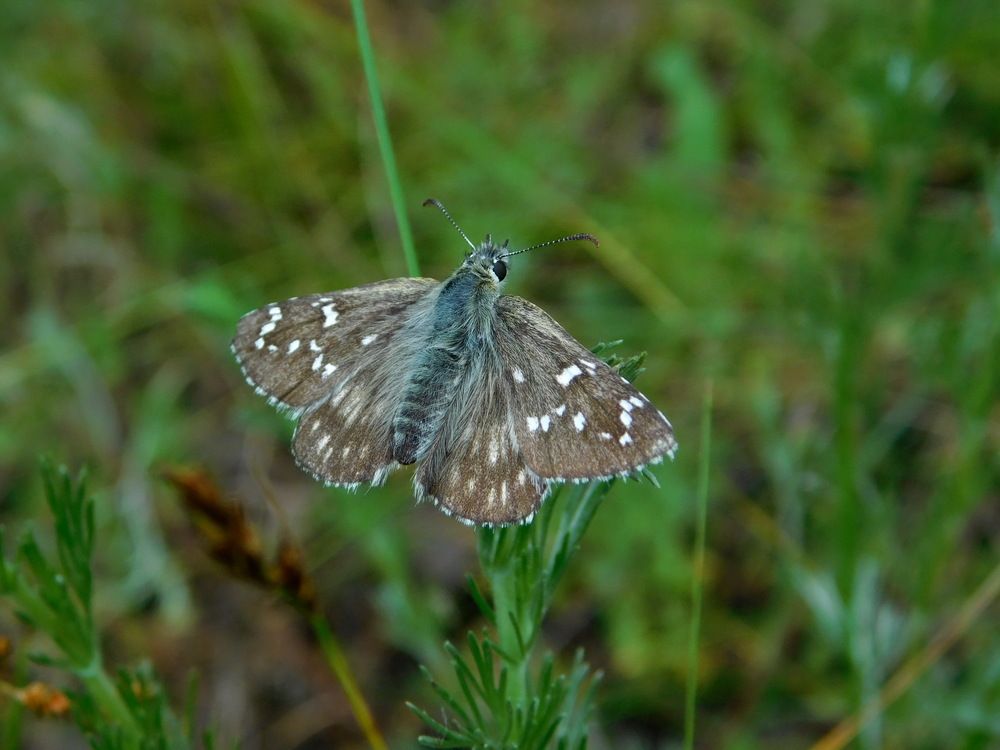 Photograph by Олеся Дейнеко