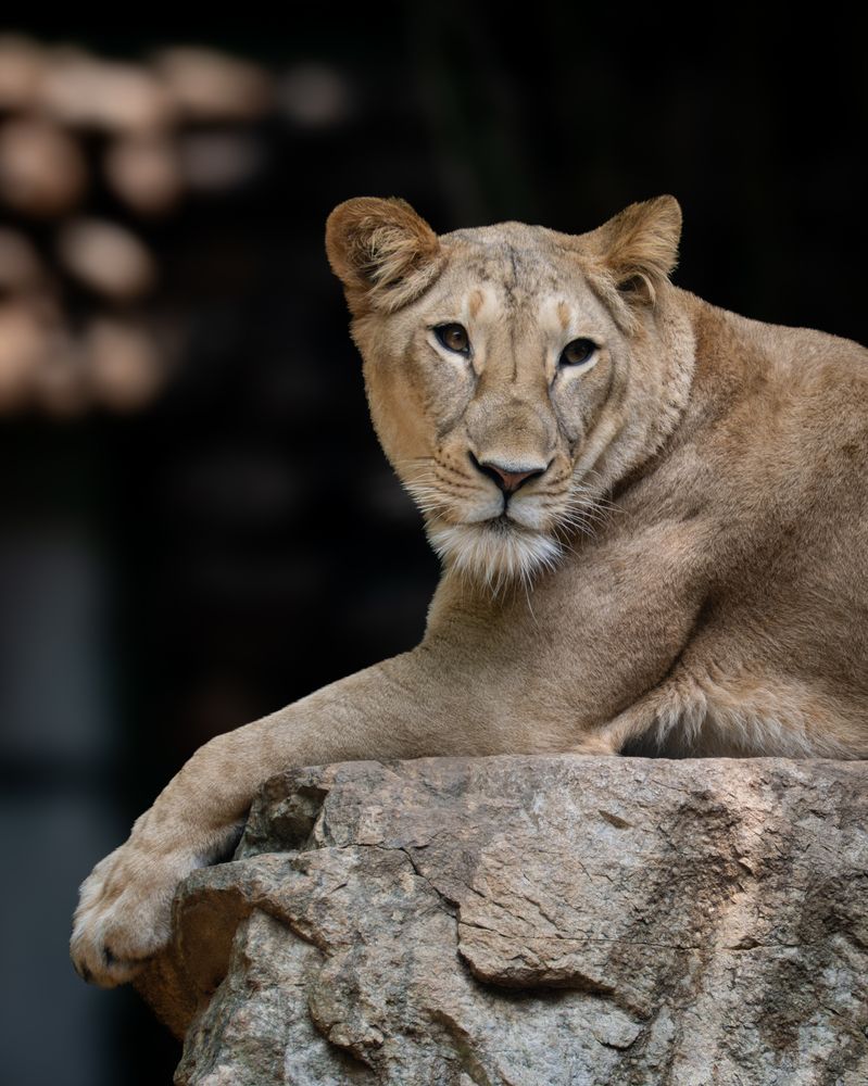 Into the wild - where nature tells its own story.