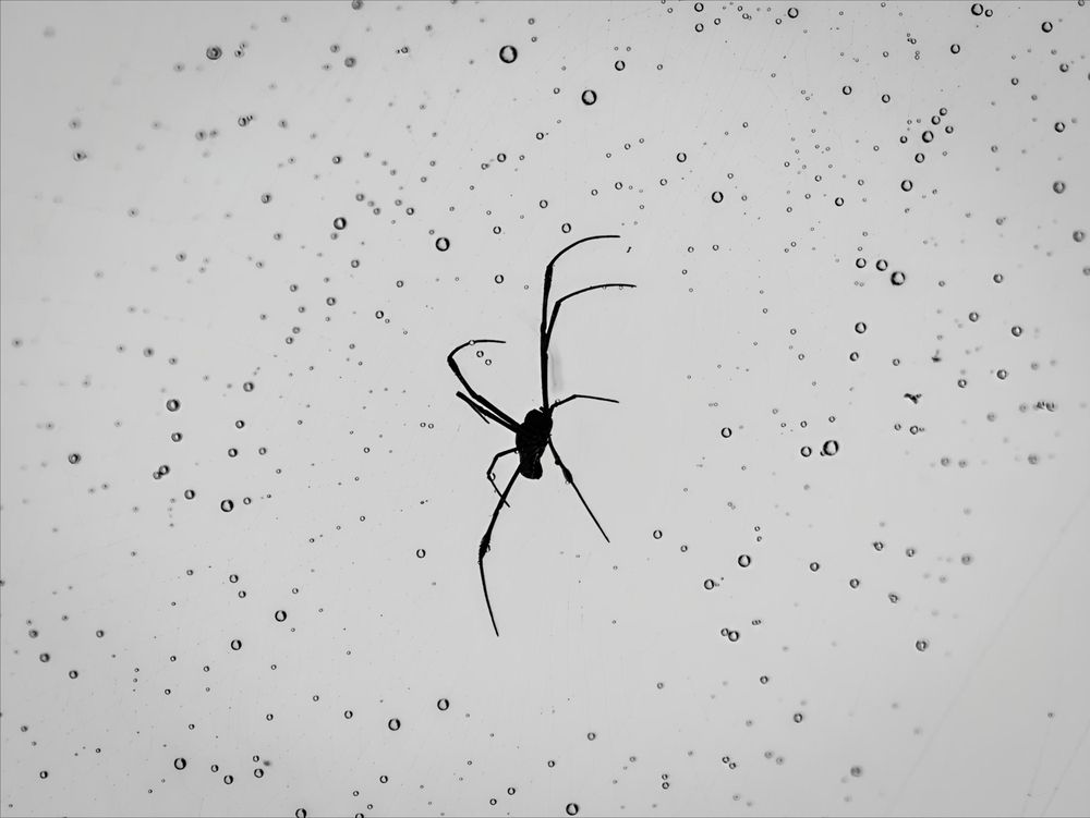 Silhouette spider