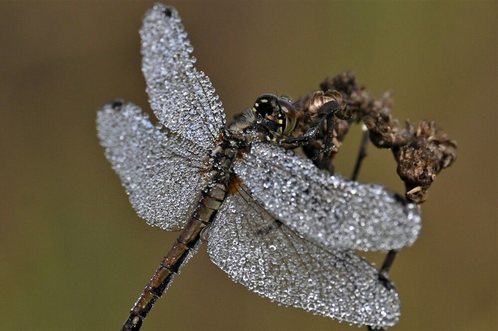 Фотография автора IRINA FILIPPOVA