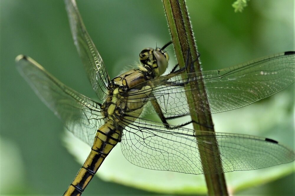 Фотография автора IRINA FILIPPOVA