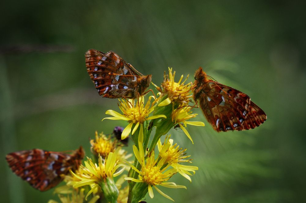 Перламутровка торфяниковая