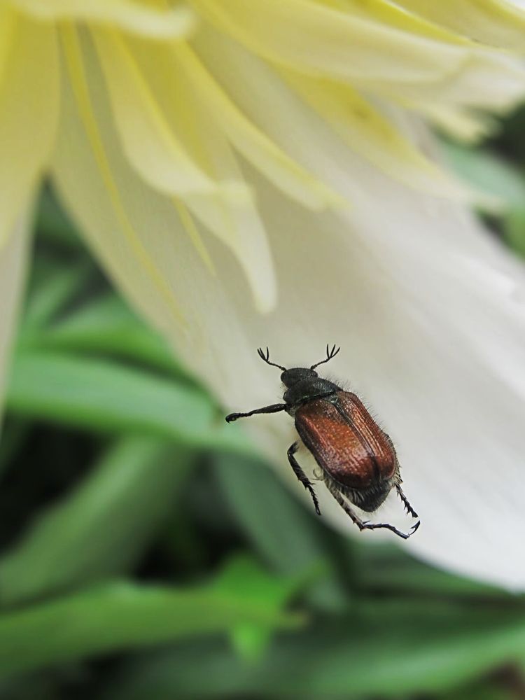 Photograph by Елена Чулюнина