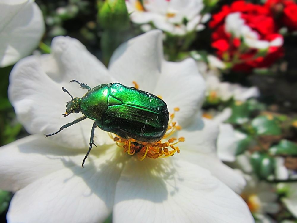 Photograph by Елена Чулюнина