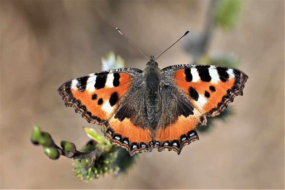 Фотография автора IRINA FILIPPOVA