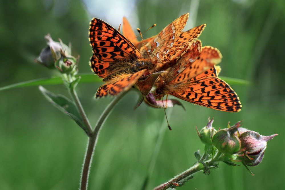 Перламутровка-пати