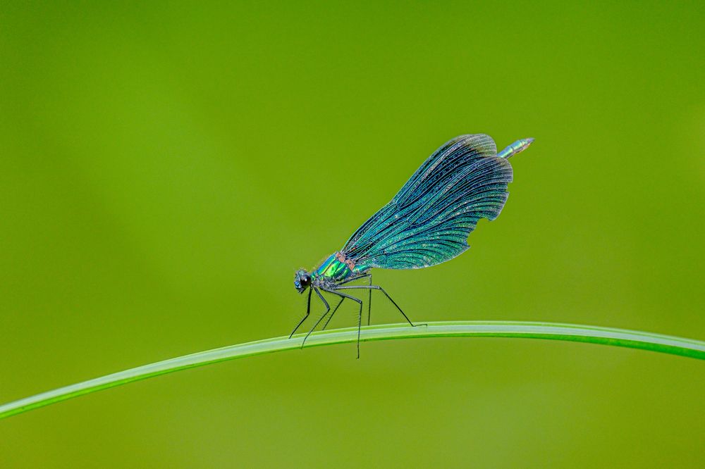 Photograph by БОРИС БЕЛКАНИЯ