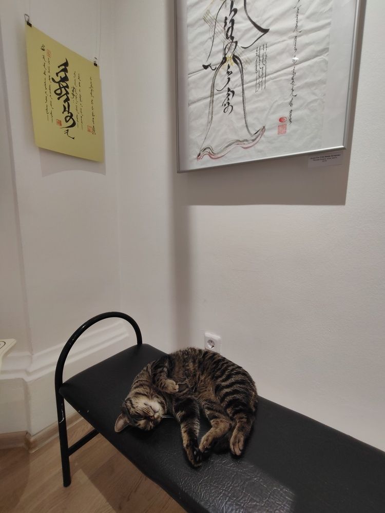 Cat in museum
