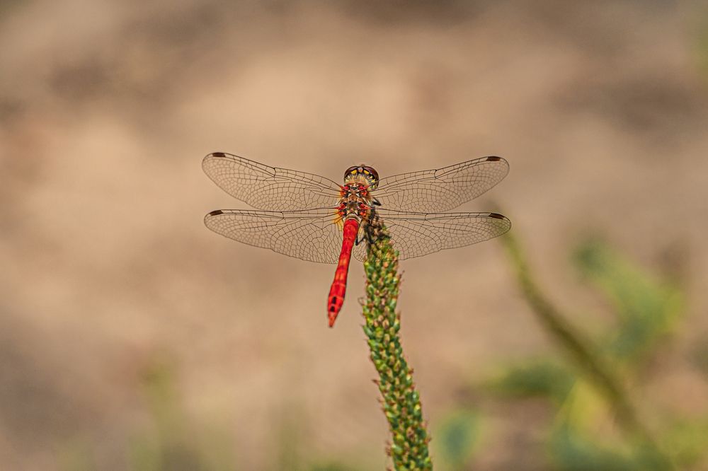 Photograph by БОРИС БЕЛКАНИЯ