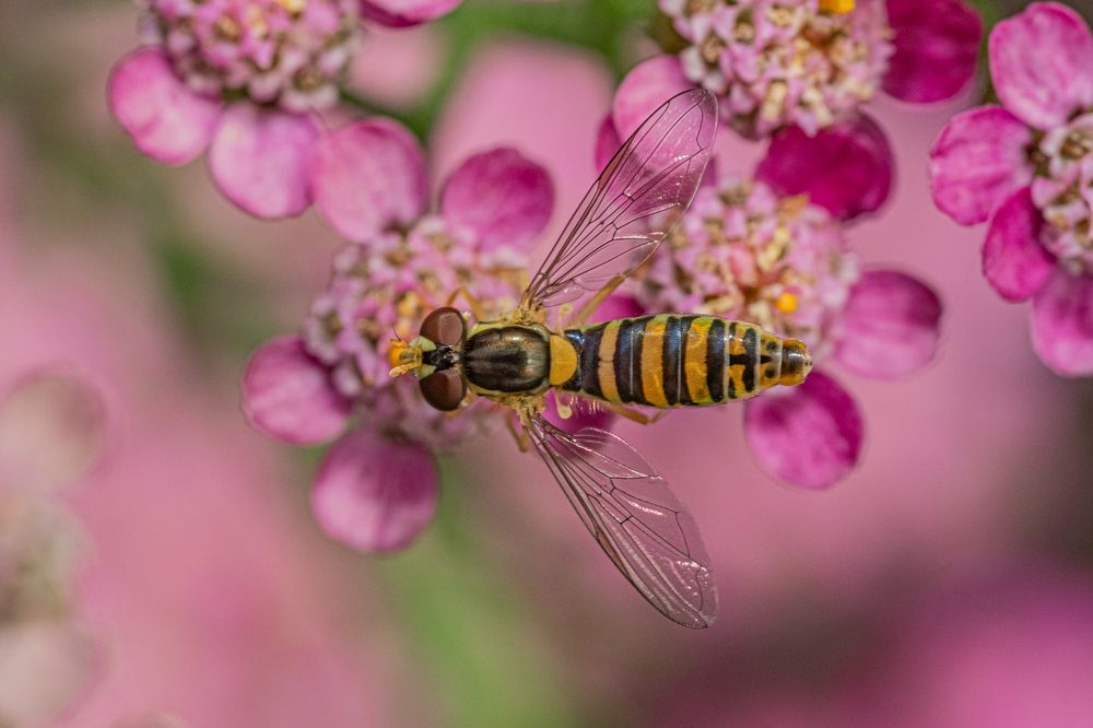 Photograph by БОРИС БЕЛКАНИЯ