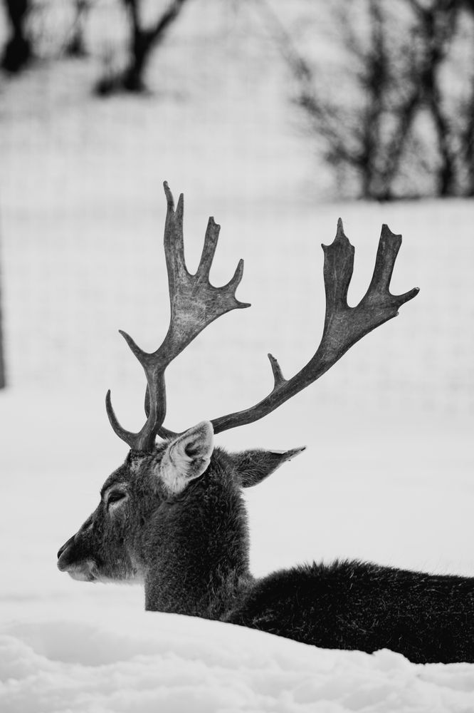 Бухарский олень