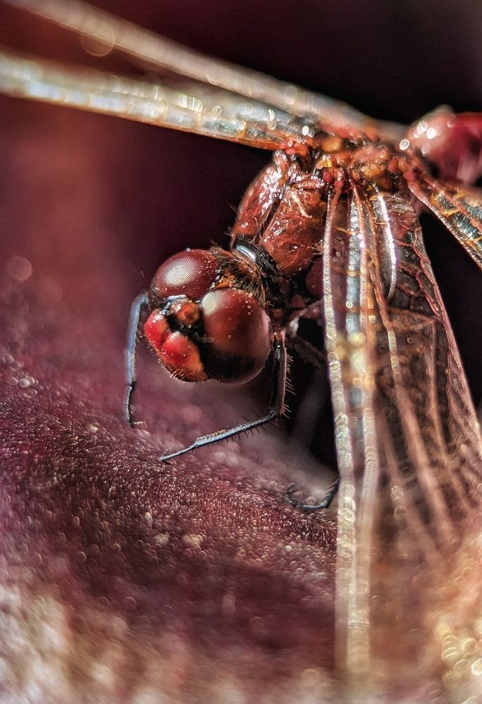 Photograph by Екатерина Колот