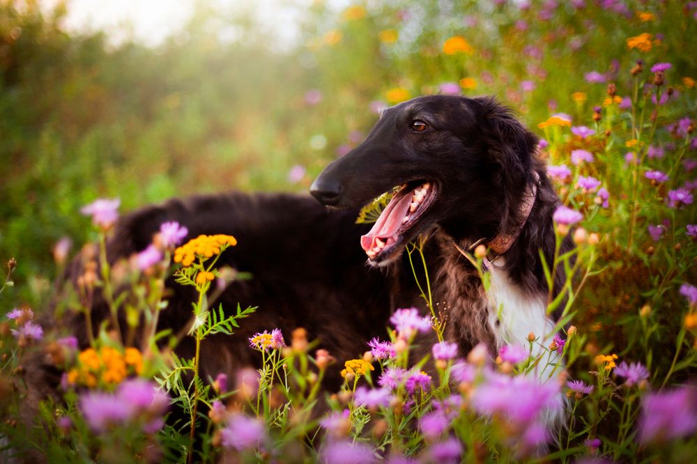 Photograph by Виолетта Бастет