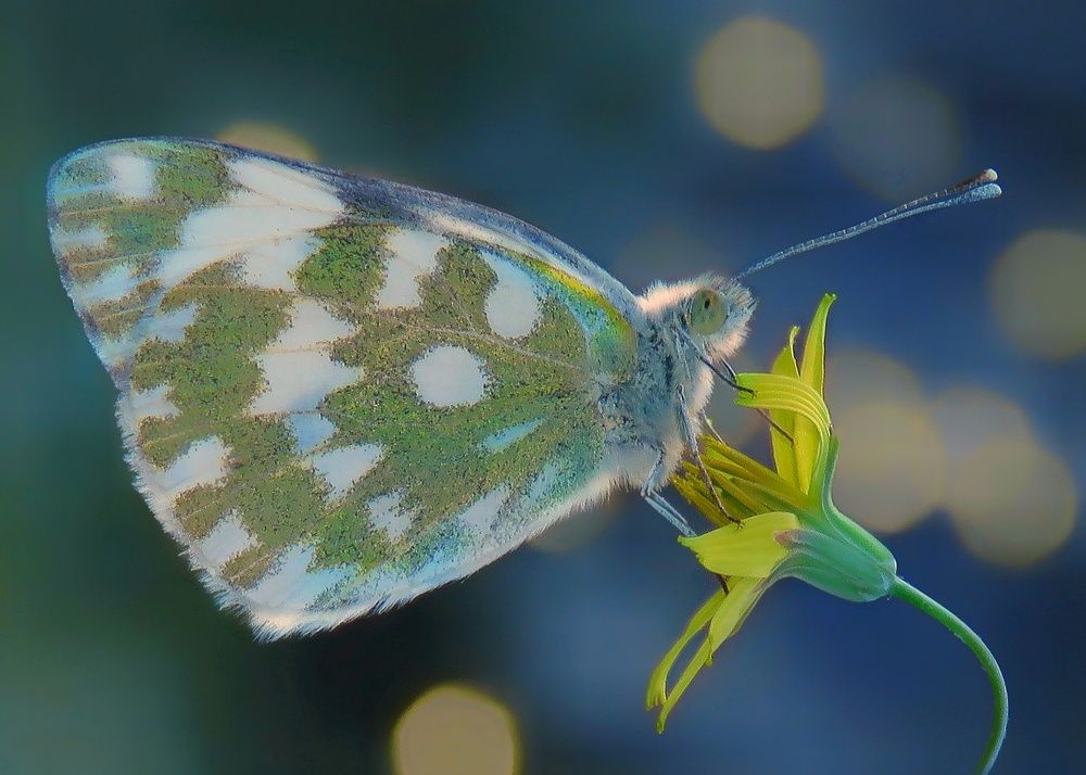 Photograph by Amin Ghaffarian