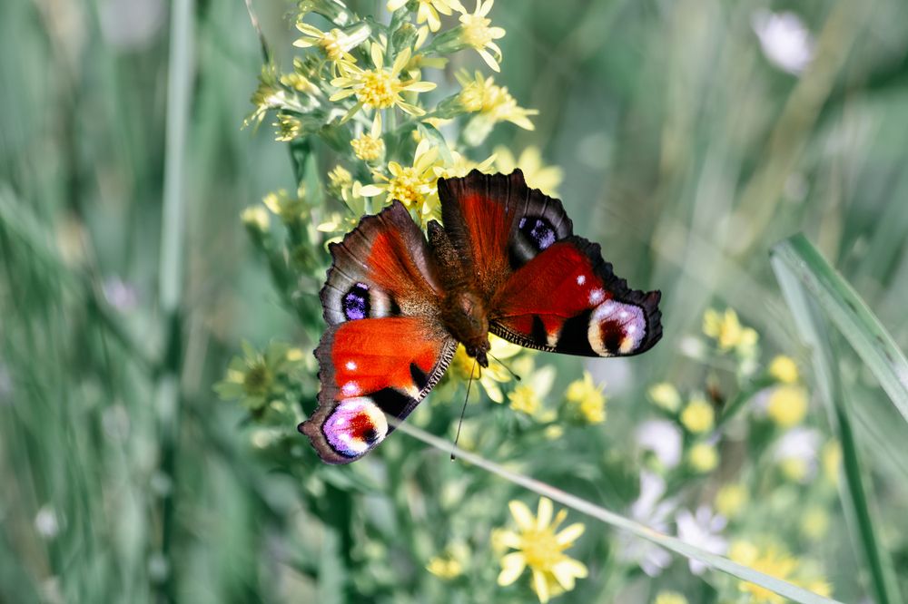 Павлиний глаз