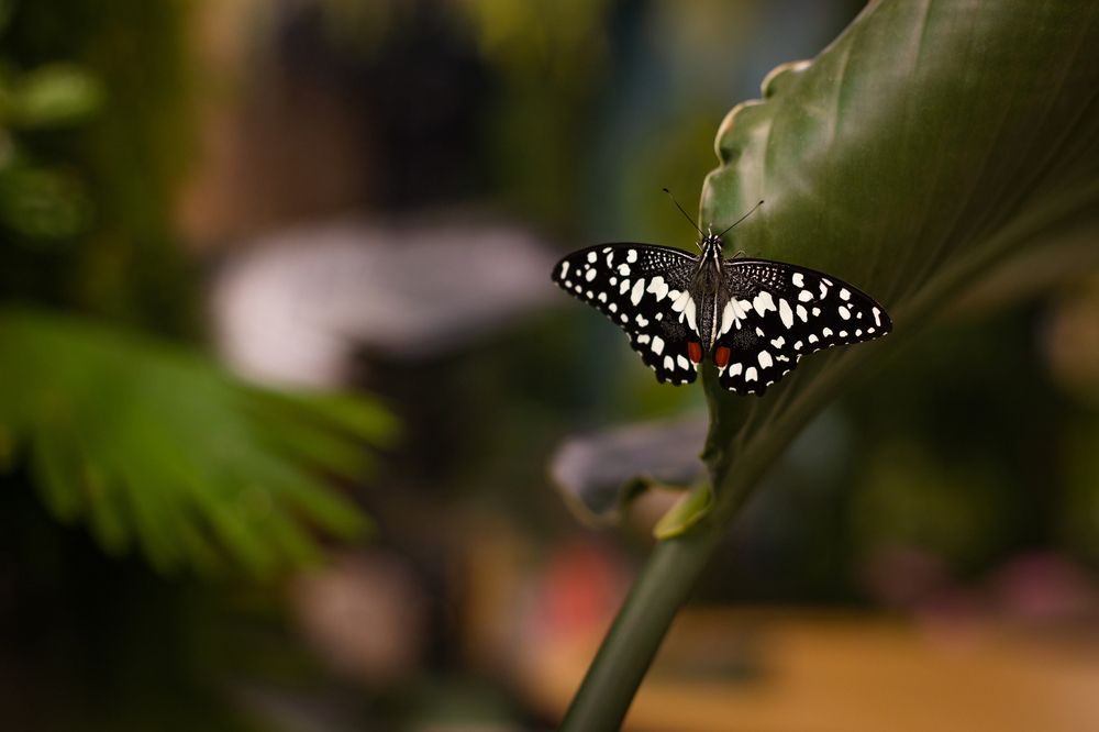 Photograph by Виолетта Бастет