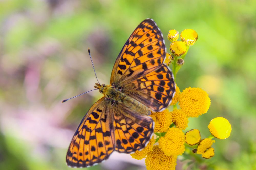 Photograph by Михаил Мархинин