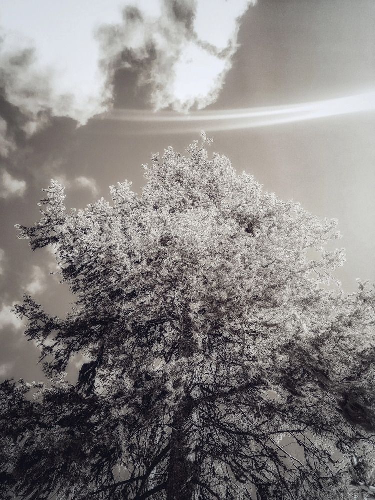 Черно белая природа