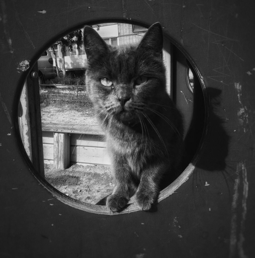 Уличный кот