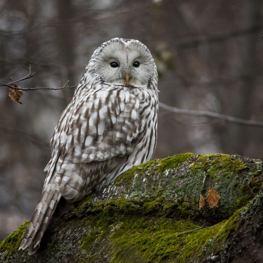 Фотография автора Суслов Дмитрий