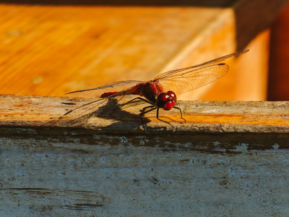 Photograph by Евгений Порсов