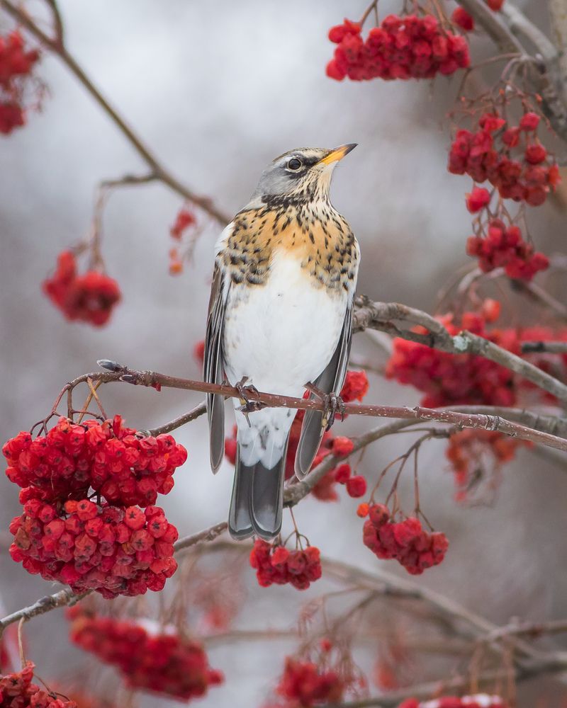 Фотография автора Суслов Дмитрий