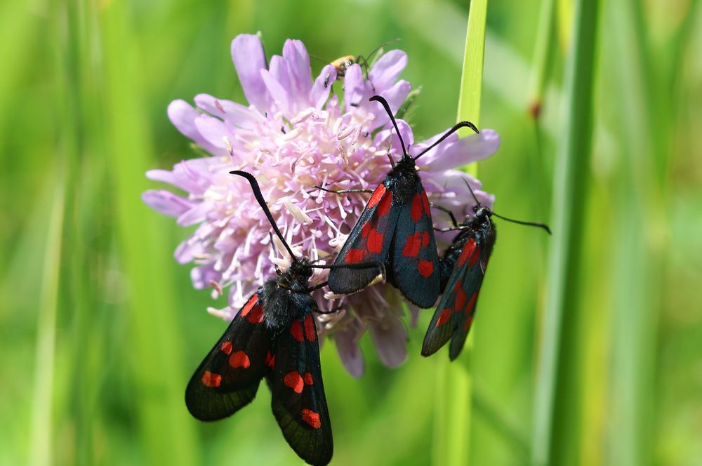 Photograph by Алексей Курносов