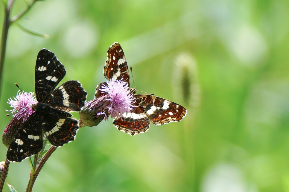 Photograph by Алексей Курносов