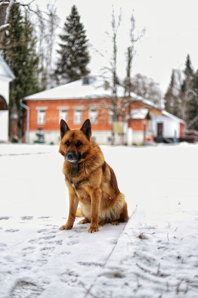 Фотография автора Роман Савин