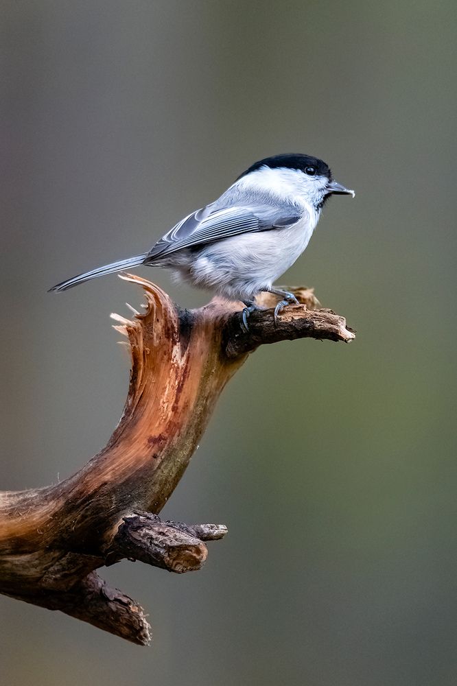 Photograph by Абросимов Александр