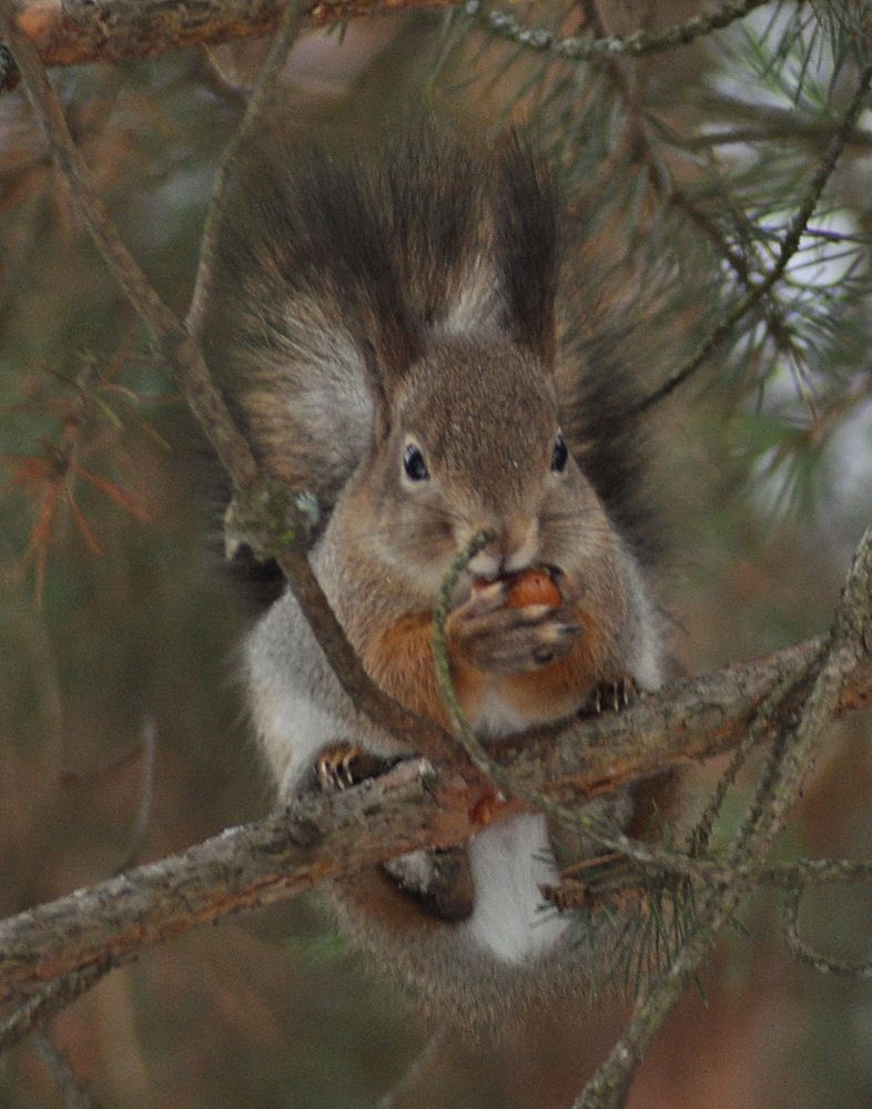 Photograph by Николай Леухин