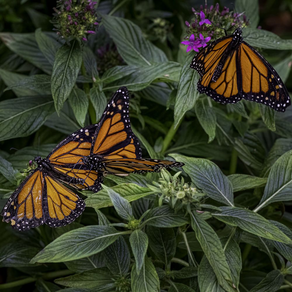 Фотография автора Ray Asiala