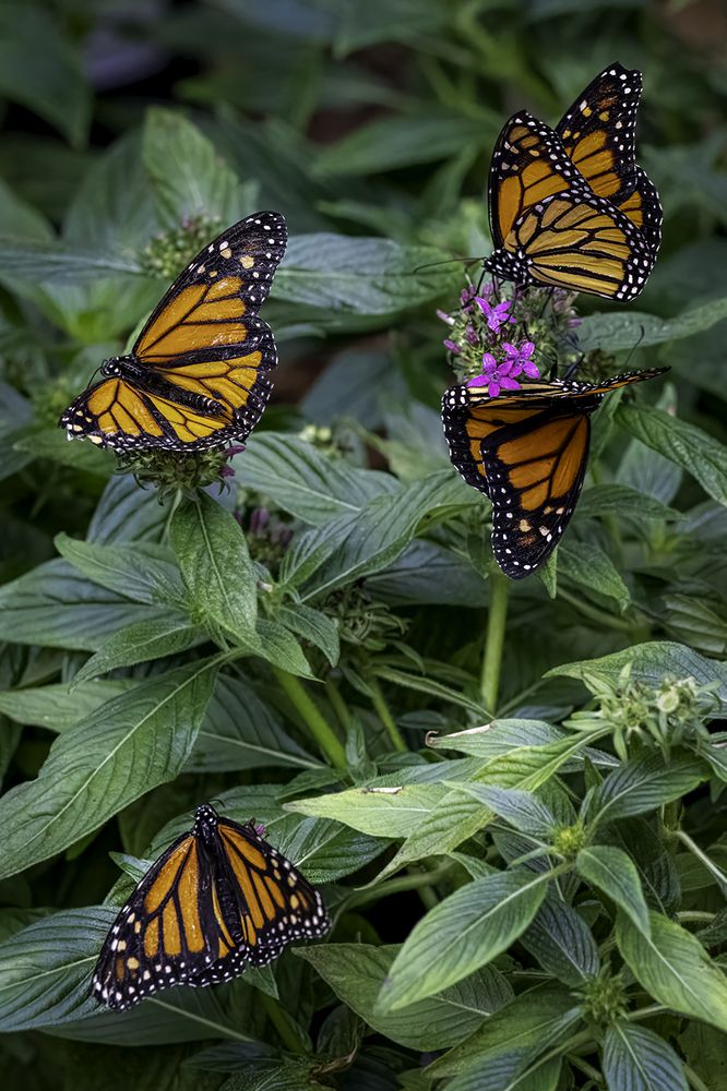 Фотография автора Ray Asiala