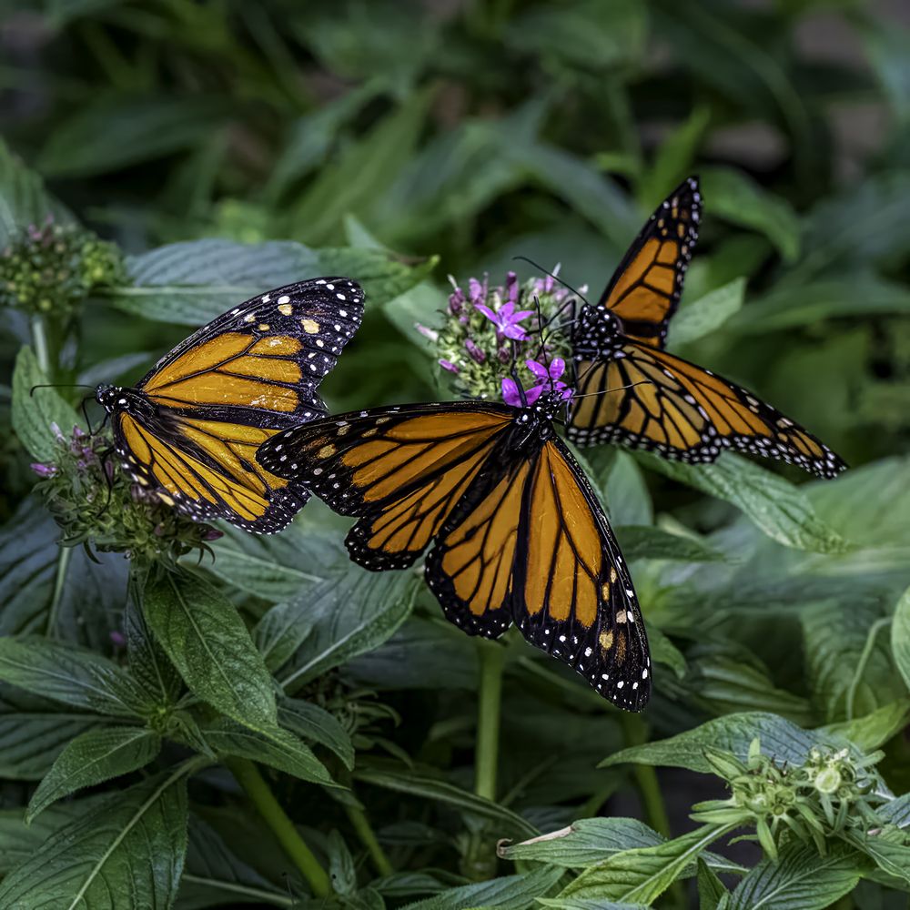 Фотография автора Ray Asiala