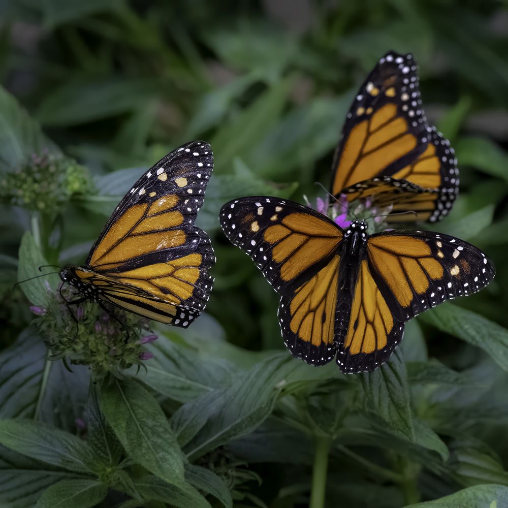 Фотография автора Ray Asiala