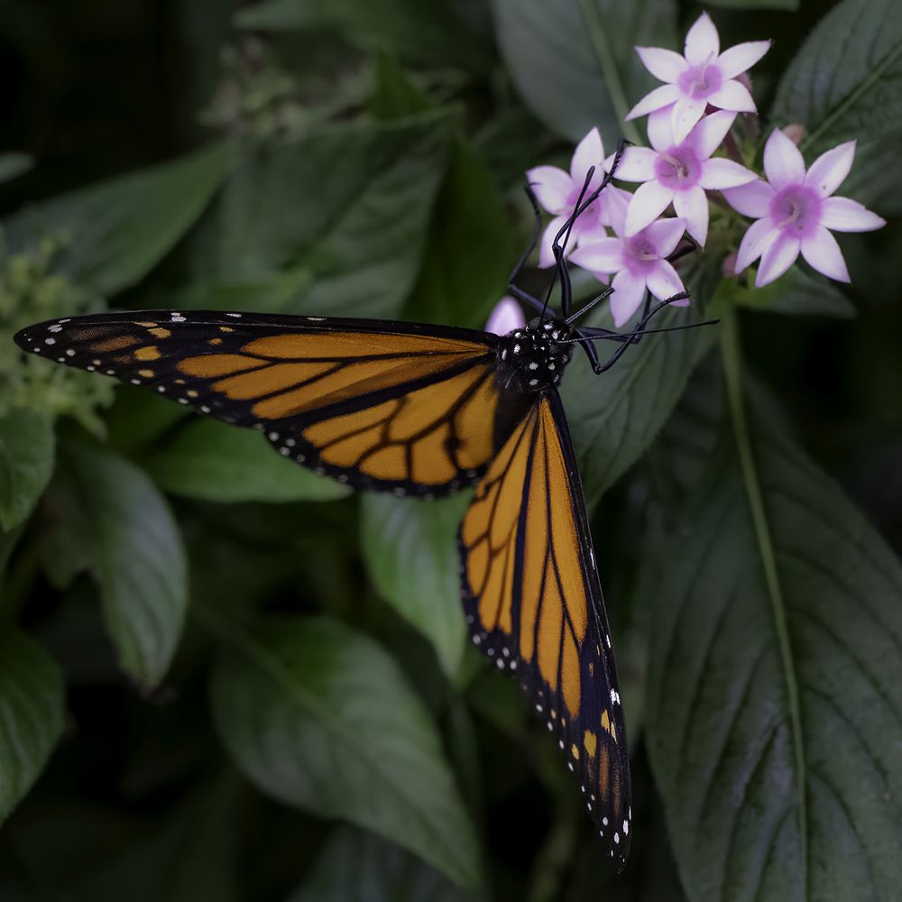 Фотография автора Ray Asiala