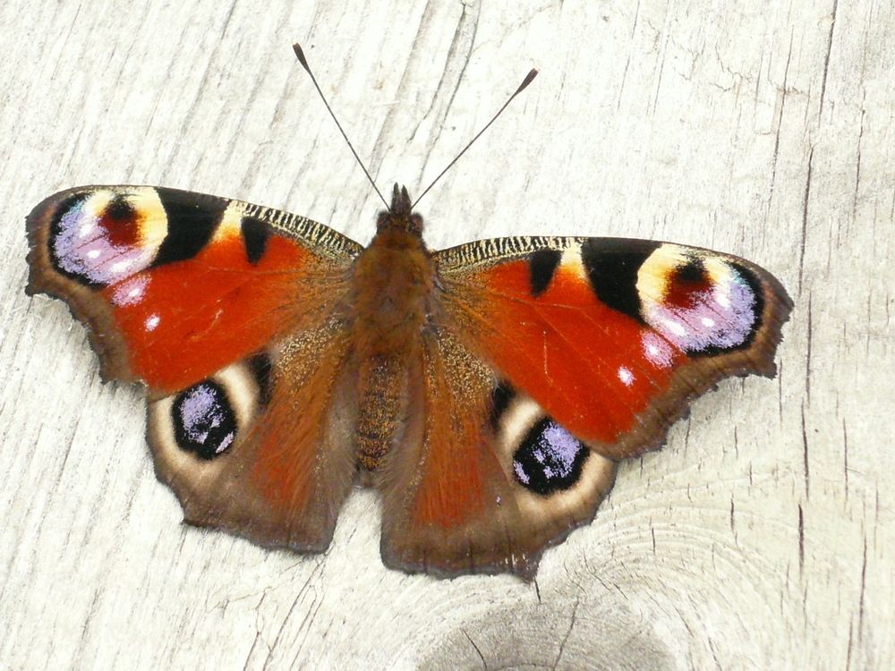 Фотография автора Клавдия Васильева