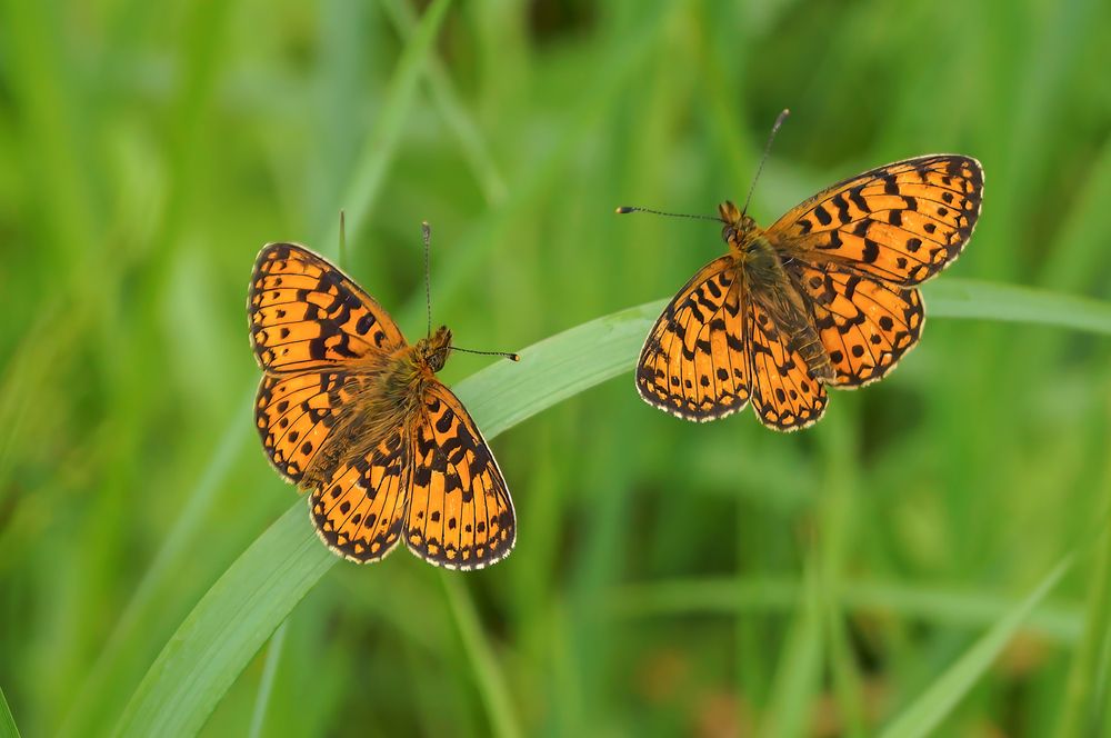 Photograph by Алексей Курносов